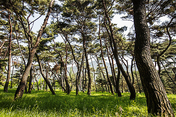 포토 JPG 주간 여러그루 풍경 사람없음 야외 소나무 경상남도 국내여행 밀양 소나무숲 국내포토 자연요소 나무 여행 다수 숲 경상도 파일형식