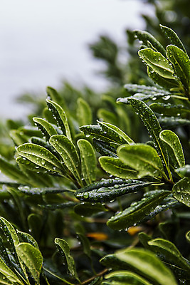 포토 JPG 주간 나뭇잎 풍경 근접촬영 사람없음 야외 아웃포커스 이슬 경상남도 거제 국내여행 국내포토 자연요소 뷰포인트 여행 잎 촬영기법 경상도 파일형식