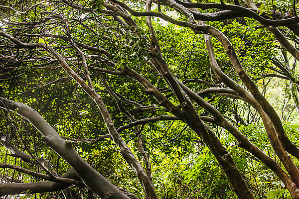 포토 JPG 주간 풍경 사람없음 야외 숲 경상남도 거제 국내여행 동백나무 국내포토 자연요소 나무 여행 경상도 파일형식