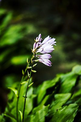포토 JPG 주간 풍경 근접촬영 사람없음 야외 아웃포커스 들꽃 숲 경상남도 거제 국내여행 국내포토 자연요소 꽃 뷰포인트 여행 촬영기법 경상도 파일형식