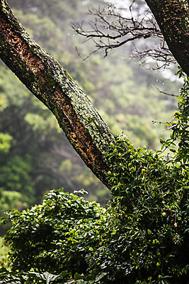 포토 JPG 주간 나무 풍경 사람없음 야외 아웃포커스 비 숲 경상남도 흐림 거제 국내여행 국내포토 자연요소 식물 여행 날씨 촬영기법 경상도 파일형식