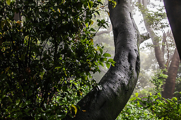포토 JPG 주간 나뭇잎 풍경 사람없음 야외 아웃포커스 경상남도 흐림 거제 국내여행 동백나무 국내포토 자연요소 나무 여행 잎 날씨 촬영기법 경상도 파일형식