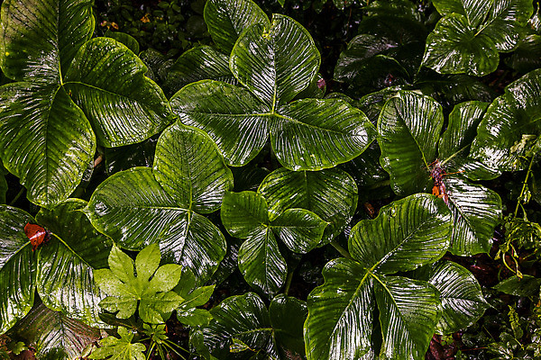 포토 JPG 주간 잎 풍경 사람없음 야외 하이앵글 들꽃 경상남도 거제 국내여행 국내포토 자연요소 식물 꽃 뷰포인트 여행 경상도 파일형식