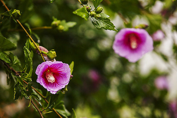 포토 JPG 주간 잎 풍경 근접촬영 사람없음 야외 아웃포커스 경상남도 무궁화 나라꽃 거제 국내여행 국내포토 자연요소 식물 꽃 뷰포인트 여행 촬영기법 경상도 파일형식