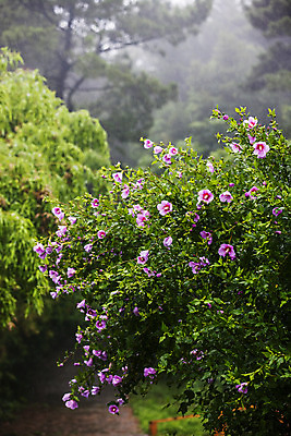 포토 JPG 주간 잎 풍경 사람없음 야외 아웃포커스 숲 경상남도 무궁화 흐림 나라꽃 거제 국내여행 국내포토 자연요소 식물 꽃 여행 날씨 촬영기법 경상도 파일형식