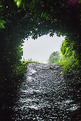 포토 JPG 주간 잎 풍경 사람없음 야외 터널 경상남도 풀숲 거제 국내여행 동백나무 국내포토 자연요소 나무 식물 길 여행 숲 경상도 파일형식