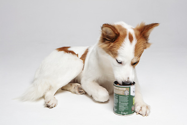 포토 JPG 스튜디오촬영 한마리 반려견 엎드리기 가족 실내 사람없음 앞모습 반려동물 개 강아지 먹기 흰배경 보더콜리 잡종 반려 믹스견 캔사료 국내포토 동물 1 뷰포인트 백그라운드 포유류 관계 모션 내부 흰색 먹이 콜리 파일형식