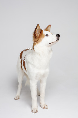 포토 JPG 스튜디오촬영 한마리 응시 반려견 가족 실내 사람없음 옆모습 반려동물 개 강아지 흰배경 보더콜리 잡종 반려 믹스견 국내포토 동물 1 시선 뷰포인트 백그라운드 포유류 관계 내부 흰색 콜리 파일형식