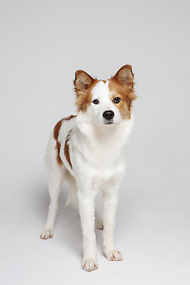 포토 JPG 스튜디오촬영 한마리 반려견 가족 실내 사람없음 앞모습 반려동물 개 강아지 흰배경 보더콜리 잡종 반려 믹스견 국내포토 동물 1 뷰포인트 백그라운드 포유류 관계 내부 흰색 콜리 파일형식