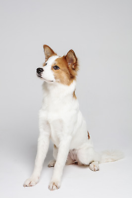 포토 JPG 스튜디오촬영 한마리 응시 반려견 가족 실내 앉기 사람없음 옆모습 반려동물 개 강아지 흰배경 보더콜리 잡종 반려 믹스견 국내포토 동물 1 시선 뷰포인트 백그라운드 포유류 관계 모션 내부 흰색 콜리 파일형식