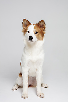 포토 JPG 스튜디오촬영 한마리 응시 반려견 가족 실내 앉기 사람없음 앞모습 반려동물 개 강아지 흰배경 보더콜리 잡종 반려 믹스견 국내포토 동물 1 시선 뷰포인트 백그라운드 포유류 관계 모션 내부 흰색 콜리 파일형식