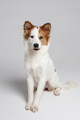 포토 JPG 스튜디오촬영 한마리 응시 반려견 가족 실내 앉기 사람없음 앞모습 반려동물 개 강아지 흰배경 보더콜리 잡종 반려 믹스견 국내포토 동물 1 시선 뷰포인트 백그라운드 포유류 관계 모션 내부 흰색 콜리 파일형식