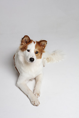 포토 JPG 스튜디오촬영 한마리 반려견 엎드리기 가족 실내 사람없음 앞모습 반려동물 개 강아지 흰배경 보더콜리 잡종 반려 믹스견 국내포토 동물 1 뷰포인트 백그라운드 포유류 관계 모션 내부 흰색 콜리 파일형식