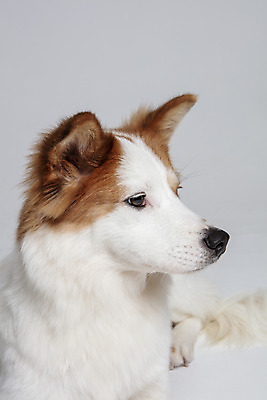 포토 JPG 스튜디오촬영 한마리 반려견 가족 실내 근접촬영 사람없음 옆모습 반려동물 개 강아지 흰배경 보더콜리 잡종 반려 믹스견 국내포토 동물 1 뷰포인트 백그라운드 포유류 관계 내부 흰색 콜리 파일형식