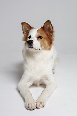 포토 JPG 스튜디오촬영 한마리 응시 반려견 엎드리기 가족 실내 사람없음 앞모습 반려동물 개 강아지 흰배경 보더콜리 잡종 반려 믹스견 국내포토 동물 1 시선 뷰포인트 백그라운드 포유류 관계 모션 내부 흰색 콜리 파일형식