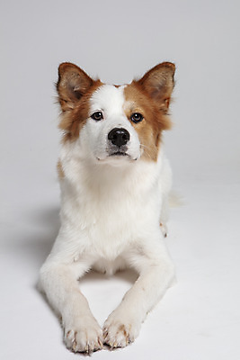 포토 JPG 스튜디오촬영 한마리 반려견 엎드리기 가족 실내 사람없음 앞모습 반려동물 개 강아지 흰배경 보더콜리 잡종 반려 믹스견 국내포토 동물 1 뷰포인트 백그라운드 포유류 관계 모션 내부 흰색 콜리 파일형식