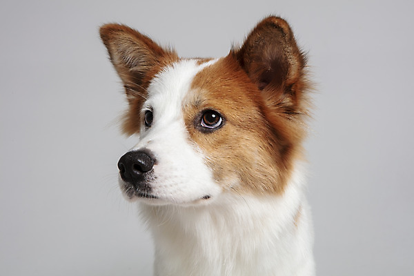 포토 JPG 스튜디오촬영 한마리 응시 반려견 가족 실내 근접촬영 사람없음 앞모습 반려동물 개 강아지 흰배경 보더콜리 잡종 눈치 반려 믹스견 국내포토 동물 1 시선 뷰포인트 백그라운드 포유류 관계 내부 흰색 콜리 파일형식