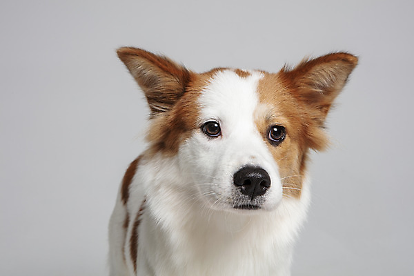 포토 JPG 스튜디오촬영 한마리 반려견 가족 실내 근접촬영 사람없음 앞모습 반려동물 개 강아지 흰배경 보더콜리 잡종 반려 믹스견 국내포토 동물 1 뷰포인트 백그라운드 포유류 관계 내부 흰색 콜리 파일형식