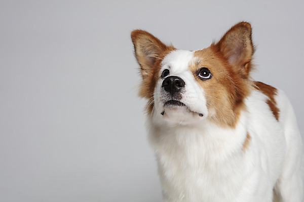 포토 JPG 스튜디오촬영 한마리 응시 반려견 가족 실내 사람없음 앞모습 반려동물 개 강아지 흰배경 보더콜리 잡종 반려 믹스견 국내포토 동물 1 시선 뷰포인트 백그라운드 포유류 관계 내부 흰색 콜리 파일형식