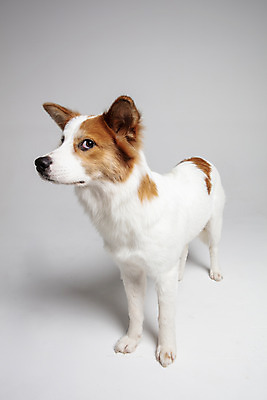 포토 JPG 스튜디오촬영 한마리 응시 반려견 가족 실내 사람없음 옆모습 반려동물 개 강아지 흰배경 보더콜리 잡종 곁눈질 눈치 반려 믹스견 국내포토 동물 1 시선 뷰포인트 백그라운드 포유류 관계 내부 흰색 콜리 파일형식