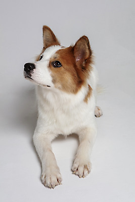 포토 JPG 스튜디오촬영 한마리 반려견 엎드리기 가족 실내 사람없음 옆모습 반려동물 기다림 개 강아지 흰배경 보더콜리 잡종 반려 믹스견 국내포토 동물 1 뷰포인트 백그라운드 포유류 관계 모션 내부 흰색 콜리 파일형식