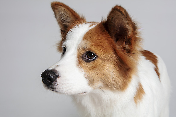 포토 JPG 스튜디오촬영 한마리 응시 반려견 가족 실내 근접촬영 사람없음 옆모습 반려동물 개 강아지 흰배경 보더콜리 잡종 눈치 반려 믹스견 국내포토 동물 1 시선 뷰포인트 백그라운드 포유류 관계 내부 흰색 콜리 파일형식