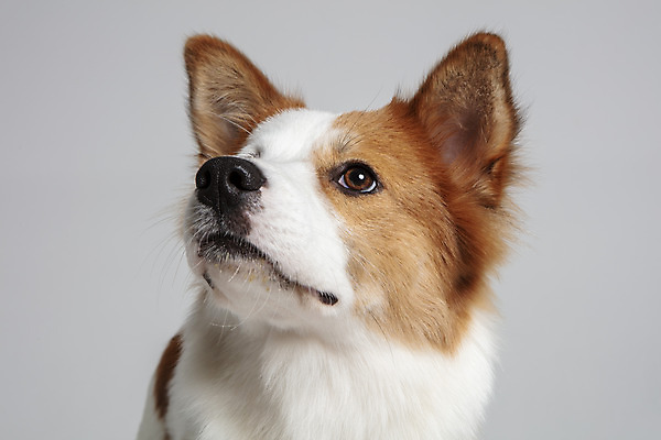 포토 JPG 스튜디오촬영 한마리 반려견 가족 실내 근접촬영 사람없음 앞모습 반려동물 올려보기 기다림 개 강아지 흰배경 보더콜리 잡종 반려 믹스견 국내포토 동물 1 뷰포인트 백그라운드 포유류 관계 모션 내부 흰색 콜리 파일형식