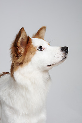 포토 JPG 스튜디오촬영 한마리 반려견 가족 실내 근접촬영 사람없음 옆모습 반려동물 올려보기 기다림 개 강아지 흰배경 보더콜리 잡종 반려 믹스견 국내포토 동물 1 뷰포인트 백그라운드 포유류 관계 모션 내부 흰색 콜리 파일형식