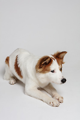 포토 JPG 스튜디오촬영 한마리 반려견 엎드리기 가족 실내 사람없음 옆모습 반려동물 개 강아지 흰배경 보더콜리 잡종 반려 믹스견 국내포토 동물 1 뷰포인트 백그라운드 포유류 관계 모션 내부 흰색 콜리 파일형식