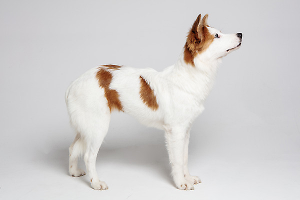 포토 JPG 스튜디오촬영 한마리 반려견 가족 실내 사람없음 옆모습 반려동물 개 강아지 흰배경 보더콜리 잡종 반려 믹스견 국내포토 동물 1 뷰포인트 백그라운드 포유류 관계 내부 흰색 콜리 파일형식