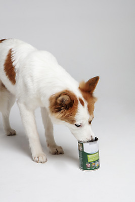 포토 JPG 스튜디오촬영 한마리 반려견 가족 실내 사람없음 옆모습 반려동물 개 강아지 흰배경 보더콜리 잡종 반려 믹스견 캔사료 국내포토 동물 1 뷰포인트 백그라운드 포유류 관계 내부 흰색 먹이 콜리 파일형식