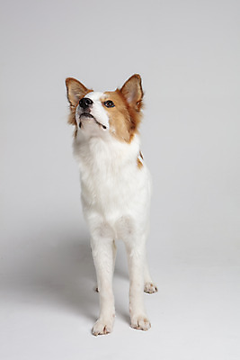 포토 JPG 스튜디오촬영 한마리 반려견 가족 실내 사람없음 앞모습 반려동물 올려보기 개 강아지 흰배경 보더콜리 잡종 반려 믹스견 국내포토 동물 1 뷰포인트 백그라운드 포유류 관계 모션 내부 흰색 콜리 파일형식