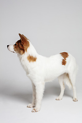 포토 JPG 스튜디오촬영 한마리 응시 반려견 가족 실내 사람없음 옆모습 반려동물 개 강아지 흰배경 보더콜리 잡종 반려 믹스견 국내포토 동물 1 시선 뷰포인트 백그라운드 포유류 관계 내부 흰색 콜리 파일형식