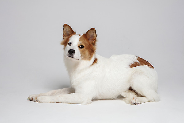 포토 JPG 스튜디오촬영 한마리 응시 반려견 엎드리기 가족 실내 사람없음 옆모습 반려동물 개 강아지 흰배경 보더콜리 잡종 반려 믹스견 국내포토 동물 1 시선 뷰포인트 백그라운드 포유류 관계 모션 내부 흰색 콜리 파일형식