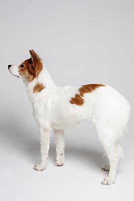 포토 JPG 스튜디오촬영 한마리 반려견 가족 실내 사람없음 옆모습 반려동물 개 강아지 흰배경 보더콜리 잡종 반려 믹스견 국내포토 동물 1 뷰포인트 백그라운드 포유류 관계 내부 흰색 콜리 파일형식