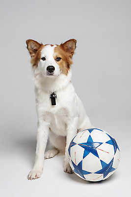 포토 JPG 스튜디오촬영 한마리 반려견 축구공 공 가족 실내 앉기 사람없음 앞모습 반려동물 개 강아지 호루라기 흰배경 보더콜리 잡종 반려 믹스견 국내포토 동물 1 뷰포인트 백그라운드 축구용품 포유류 관계 모션 내부 흰색 콜리 파일형식