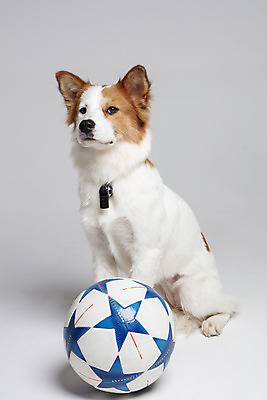 포토 JPG 스튜디오촬영 한마리 반려견 축구공 공 가족 실내 앉기 사람없음 앞모습 반려동물 개 강아지 호루라기 흰배경 보더콜리 잡종 반려 믹스견 국내포토 동물 1 뷰포인트 백그라운드 축구용품 포유류 관계 모션 내부 흰색 콜리 파일형식
