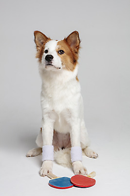포토 JPG 스튜디오촬영 한마리 응시 반려견 가족 실내 앉기 사람없음 앞모습 반려동물 탁구채 개 강아지 흰배경 보더콜리 잡종 반려 발목보호대 믹스견 국내포토 동물 1 시선 뷰포인트 백그라운드 포유류 관계 모션 내부 흰색 라켓 탁구용품 보호장비 콜리 파일형식