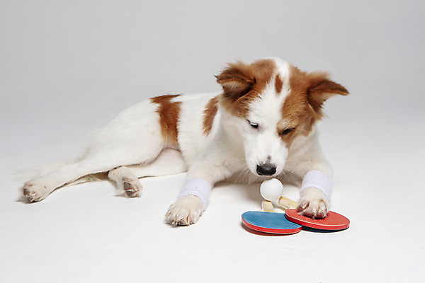 포토 JPG 스튜디오촬영 한마리 반려견 엎드리기 가족 실내 사람없음 앞모습 반려동물 탁구채 개 강아지 흰배경 탁구공 보더콜리 잡종 반려 발목보호대 믹스견 국내포토 동물 1 뷰포인트 백그라운드 공 포유류 관계 모션 내부 흰색 라켓 탁구용품 보호장비 콜리 파일형식