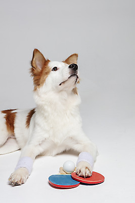 포토 JPG 스튜디오촬영 한마리 반려견 엎드리기 가족 실내 사람없음 옆모습 반려동물 올려보기 탁구채 개 강아지 흰배경 탁구공 보더콜리 잡종 반려 발목보호대 믹스견 국내포토 동물 1 뷰포인트 백그라운드 공 포유류 관계 모션 내부 흰색 라켓 탁구용품 보호장비 콜리 파일형식