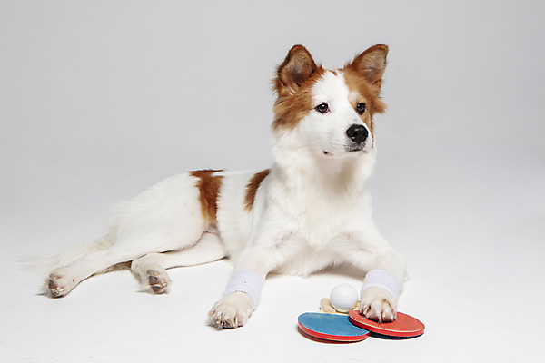 포토 JPG 스튜디오촬영 한마리 반려견 엎드리기 가족 실내 사람없음 앞모습 반려동물 탁구채 개 강아지 흰배경 탁구공 보더콜리 잡종 반려 발목보호대 믹스견 국내포토 동물 1 뷰포인트 백그라운드 공 포유류 관계 모션 내부 흰색 라켓 탁구용품 보호장비 콜리 파일형식