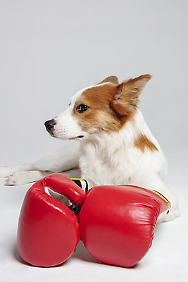 포토 JPG 스튜디오촬영 한마리 응시 반려견 엎드리기 가족 실내 사람없음 옆모습 반려동물 권투글러브 개 강아지 흰배경 보더콜리 잡종 곁눈질 반려 믹스견 국내포토 동물 1 시선 뷰포인트 백그라운드 포유류 관계 모션 내부 글러브 흰색 콜리 파일형식