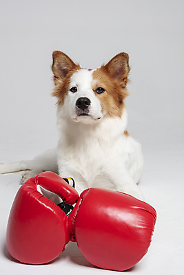 포토 JPG 스튜디오촬영 한마리 반려견 엎드리기 가족 실내 사람없음 앞모습 반려동물 권투글러브 개 강아지 흰배경 보더콜리 잡종 반려 믹스견 국내포토 동물 1 뷰포인트 백그라운드 포유류 관계 모션 내부 글러브 흰색 콜리 파일형식