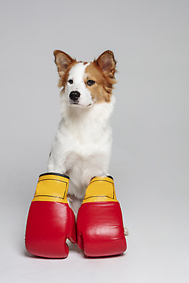 포토 JPG 스튜디오촬영 한마리 반려견 가족 실내 앉기 사람없음 앞모습 반려동물 권투글러브 개 강아지 흰배경 보더콜리 잡종 반려 믹스견 국내포토 동물 1 뷰포인트 백그라운드 포유류 관계 모션 내부 글러브 흰색 콜리 파일형식