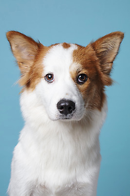 포토 JPG 스튜디오촬영 한마리 반려견 가족 실내 근접촬영 사람없음 앞모습 반려동물 개 강아지 파란배경 보더콜리 잡종 반려 믹스견 국내포토 동물 1 뷰포인트 백그라운드 포유류 관계 내부 파란색 콜리 파일형식