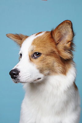 포토 JPG 스튜디오촬영 한마리 응시 반려견 가족 실내 근접촬영 사람없음 옆모습 반려동물 개 강아지 파란배경 보더콜리 잡종 반려 믹스견 국내포토 동물 1 시선 뷰포인트 백그라운드 포유류 관계 내부 파란색 콜리 파일형식