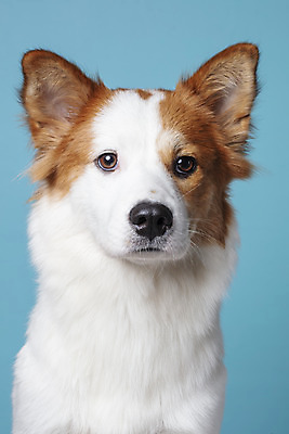 포토 JPG 스튜디오촬영 한마리 응시 반려견 가족 실내 근접촬영 사람없음 앞모습 반려동물 개 강아지 파란배경 보더콜리 잡종 반려 믹스견 국내포토 동물 1 시선 뷰포인트 백그라운드 포유류 관계 내부 파란색 콜리 파일형식