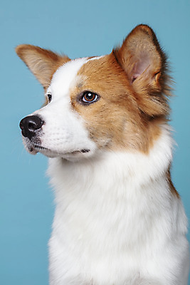 포토 JPG 스튜디오촬영 한마리 응시 반려견 가족 실내 근접촬영 사람없음 옆모습 반려동물 개 강아지 파란배경 보더콜리 잡종 반려 믹스견 국내포토 동물 1 시선 뷰포인트 백그라운드 포유류 관계 내부 파란색 콜리 파일형식