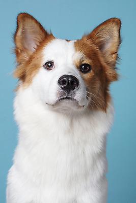 포토 JPG 스튜디오촬영 한마리 응시 반려견 가족 실내 근접촬영 사람없음 앞모습 반려동물 개 강아지 파란배경 보더콜리 잡종 반려 믹스견 국내포토 동물 1 시선 뷰포인트 백그라운드 포유류 관계 내부 파란색 콜리 파일형식