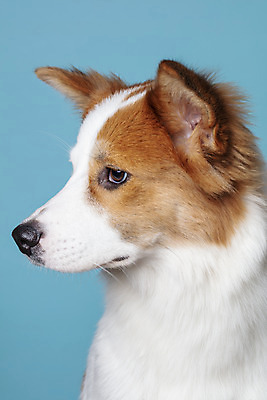 포토 JPG 스튜디오촬영 한마리 응시 반려견 가족 실내 근접촬영 사람없음 옆모습 반려동물 개 강아지 파란배경 보더콜리 잡종 반려 믹스견 국내포토 동물 1 시선 뷰포인트 백그라운드 포유류 관계 내부 파란색 콜리 파일형식
